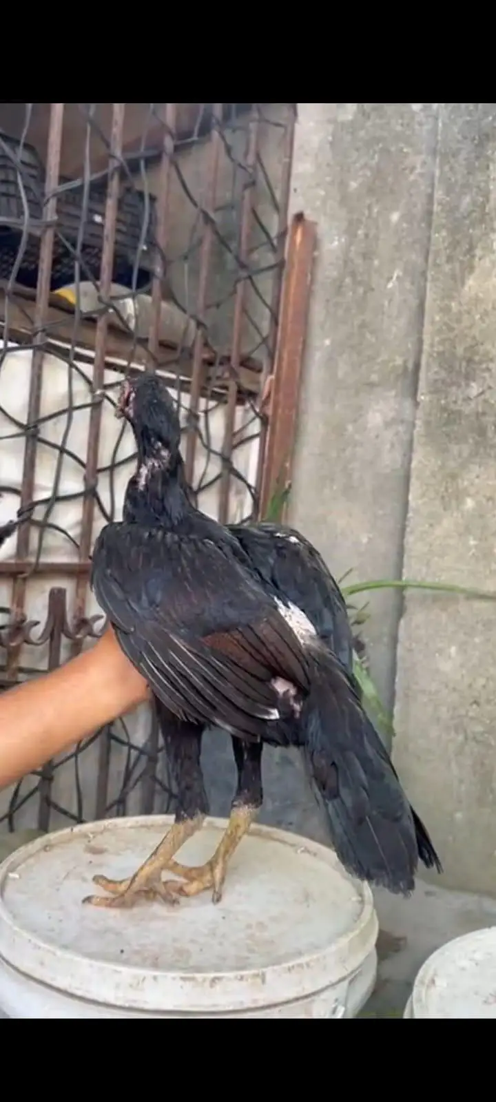 Aseel Home Breed Pathi — photo 4