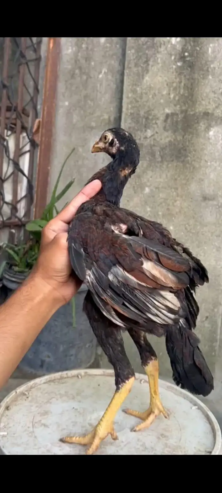 Aseel Home Breed Pathi — photo 5