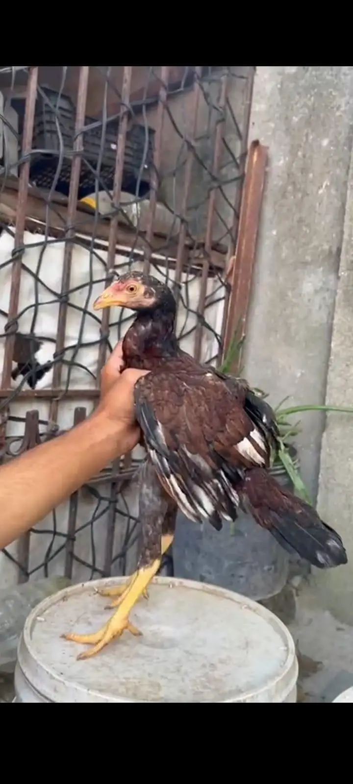 Aseel Home Breed Pathi — photo 6