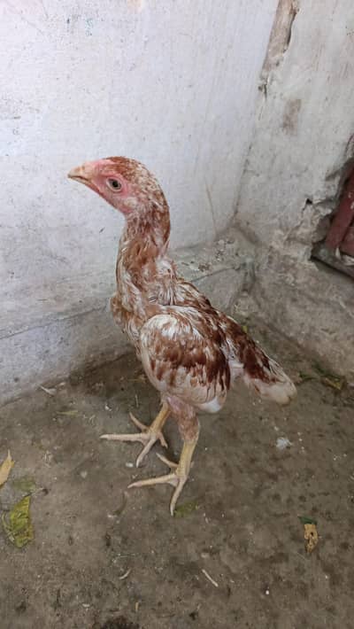 wattsp 0337.160,8707 Aseel pthaa for sale, Location sangla hill. city'