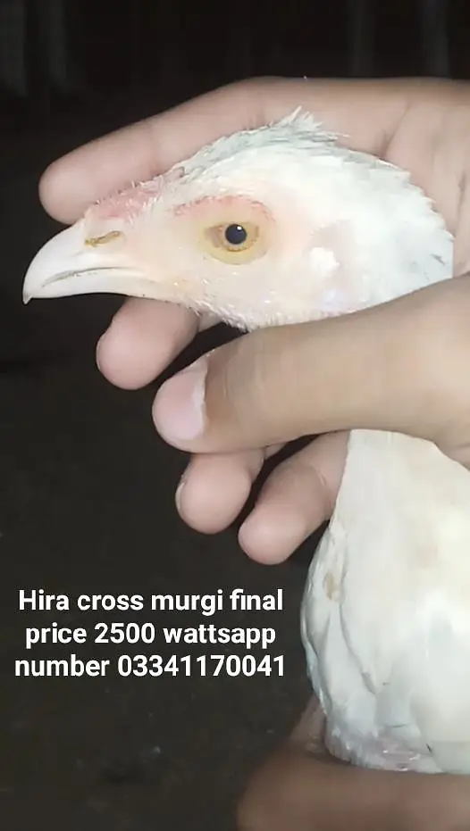 1 murga 3 murgiyan — photo 3