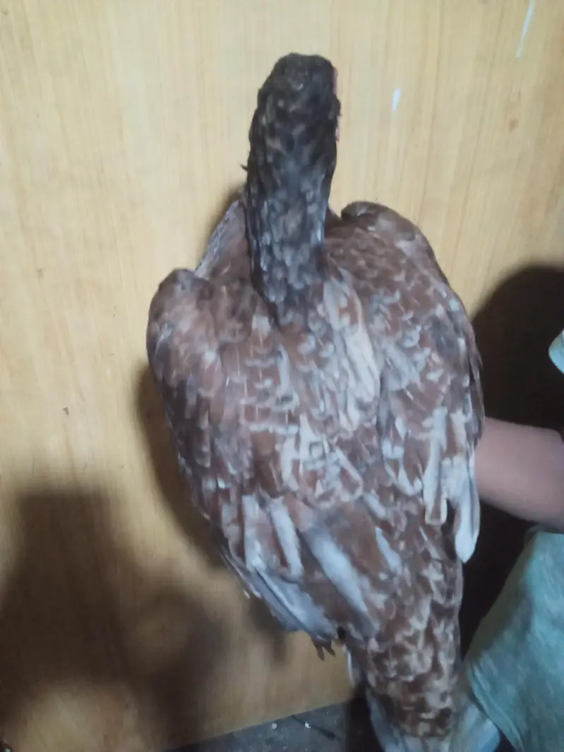 1 murga 3 murgiyan — photo 8