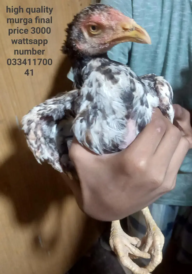 1 murga 3 murgiyan — photo 9