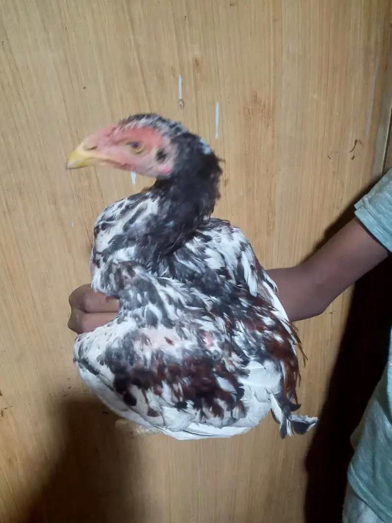 1 murga 3 murgiyan — photo 11