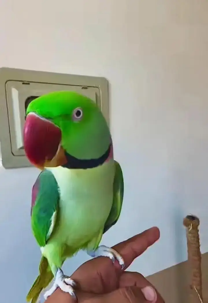 Kashmiri raw parrot for sale and time vice train vaccine mukammal — photo 3
