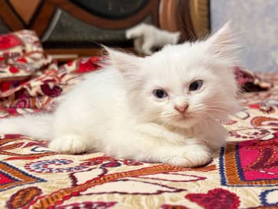 triple coated kitten
