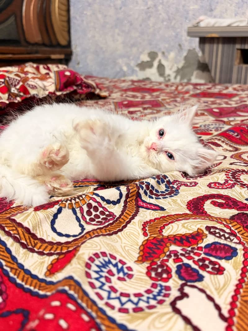 triple coated kitten 2
