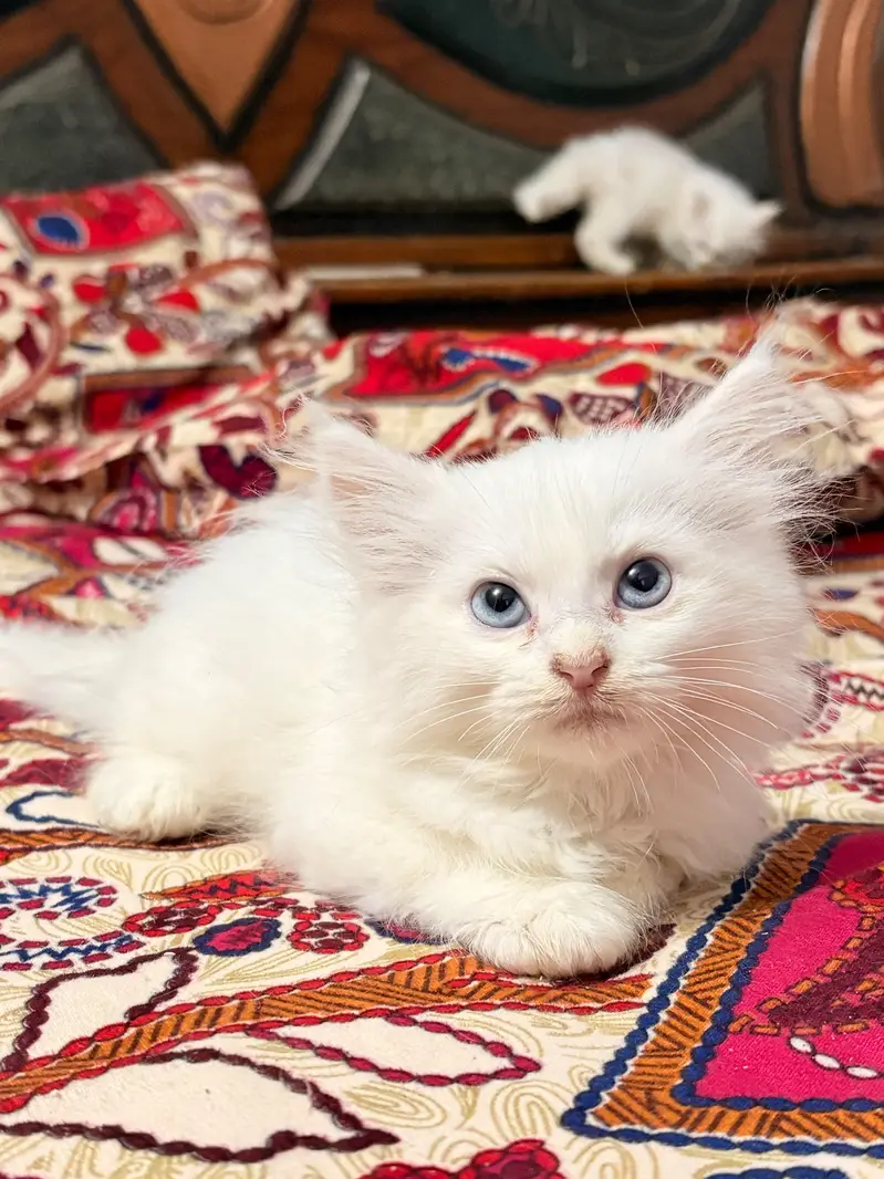 triple coated kitten — photo 4