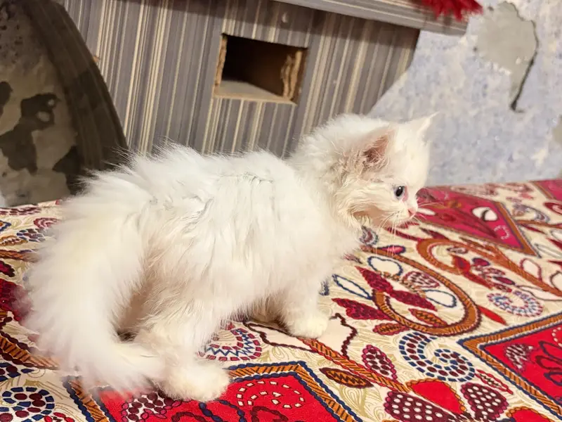 triple coated kitten — photo 5