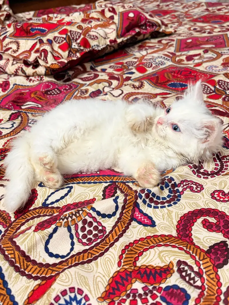 triple coated kitten — photo 6