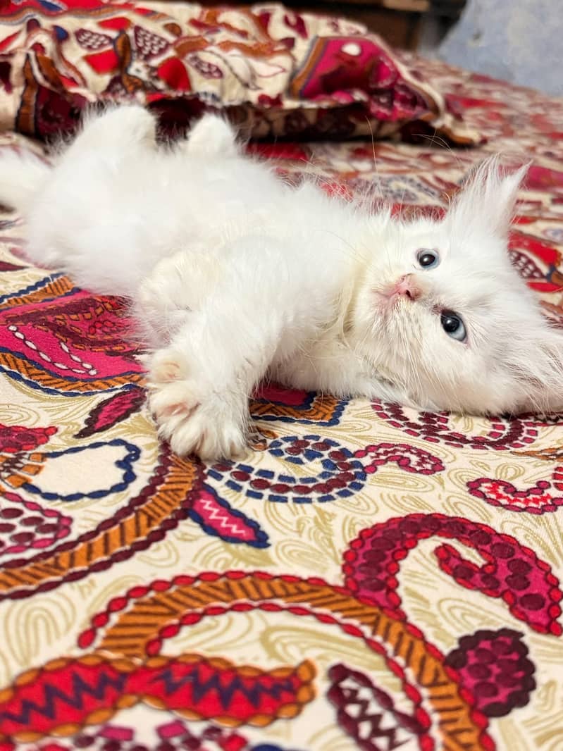triple coated kitten 6