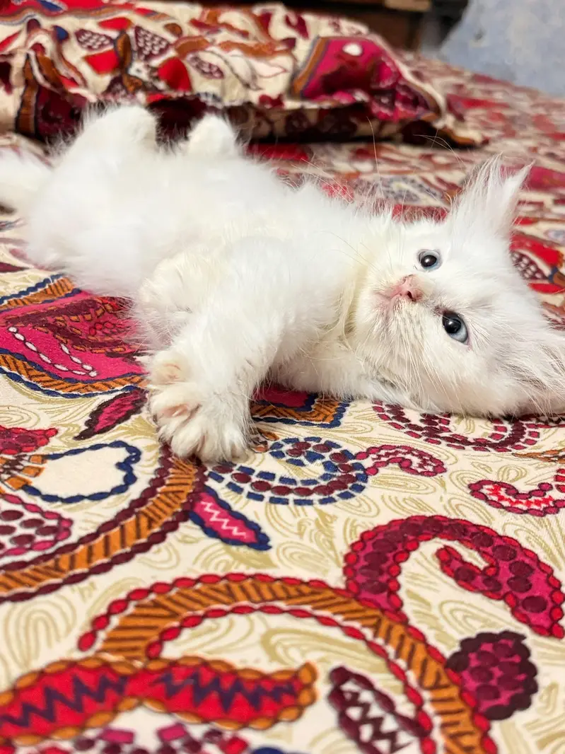 triple coated kitten — photo 7