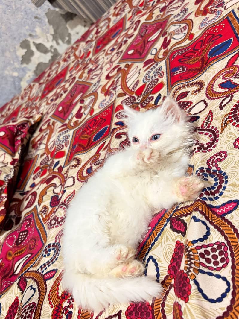 triple coated kitten 7