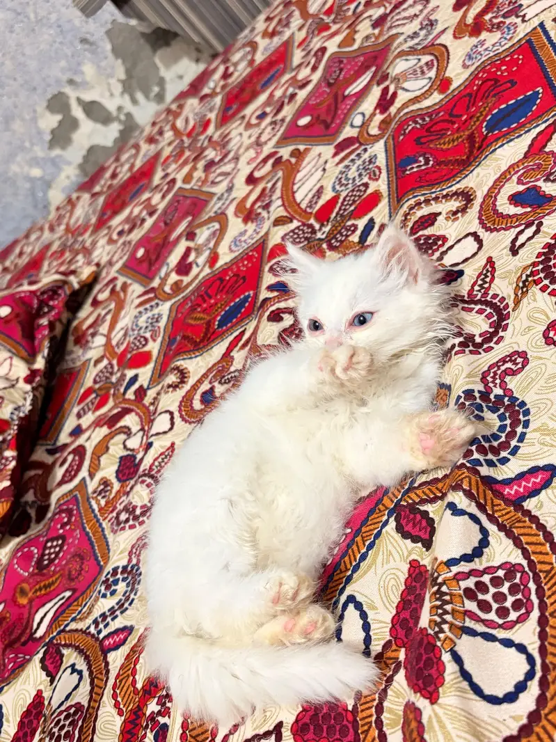 triple coated kitten — photo 8