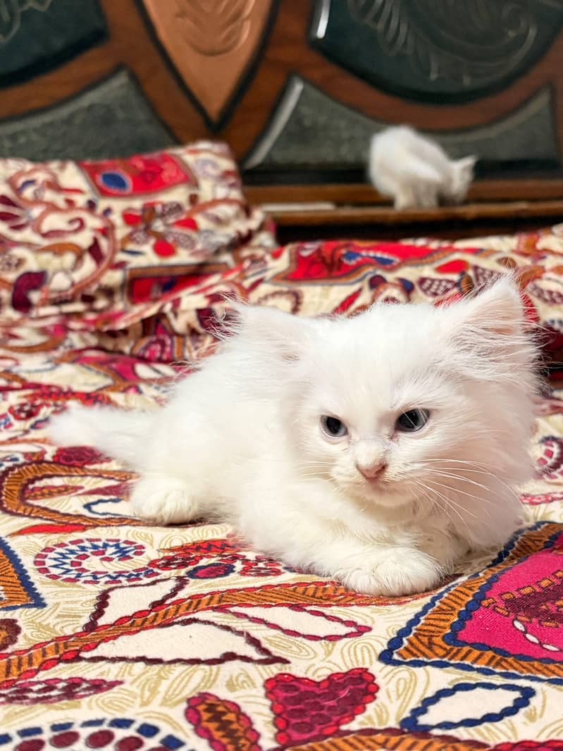 triple coated kitten 8