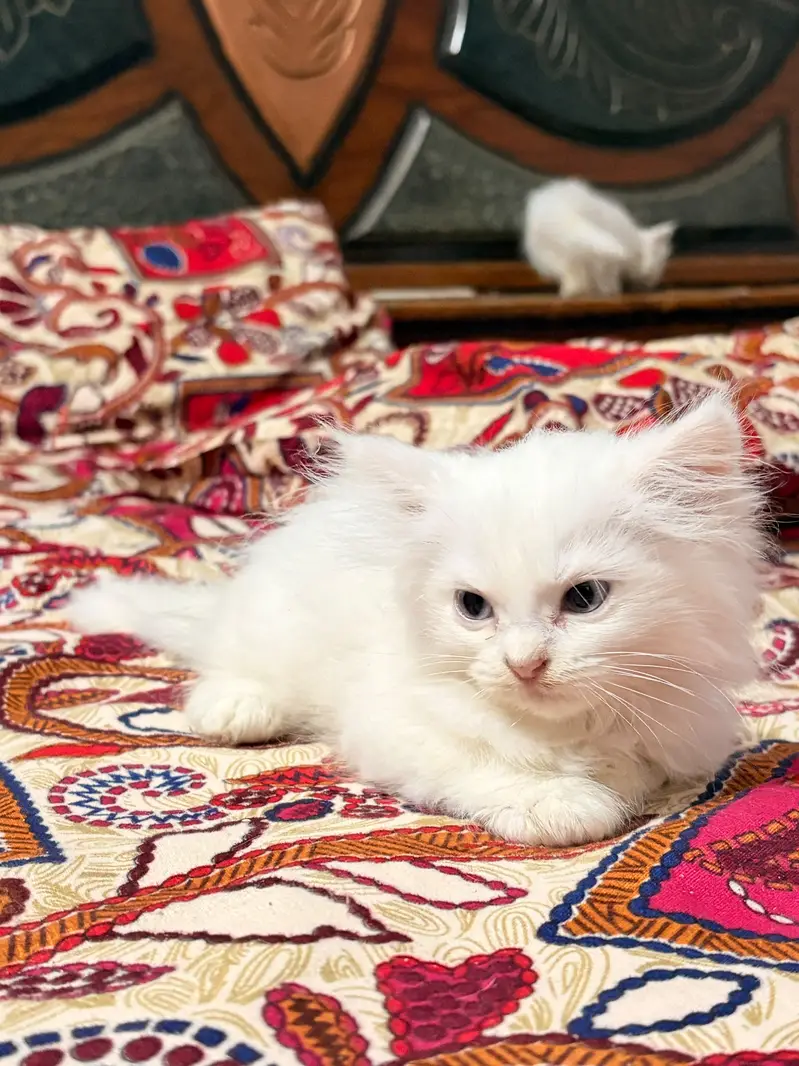triple coated kitten — photo 9