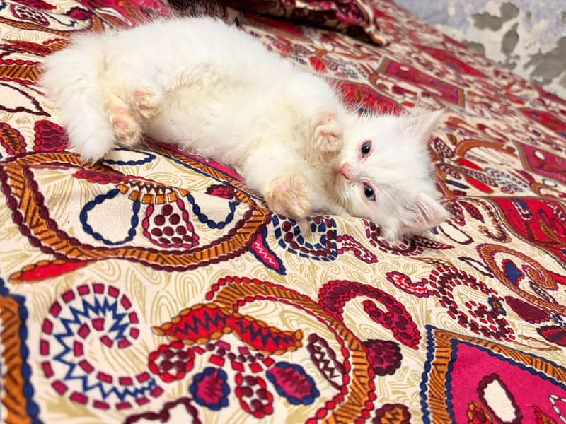 triple coated kitten 9