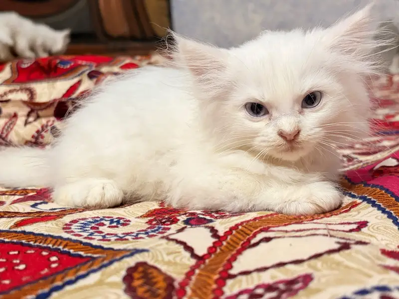 triple coated kitten — photo 11