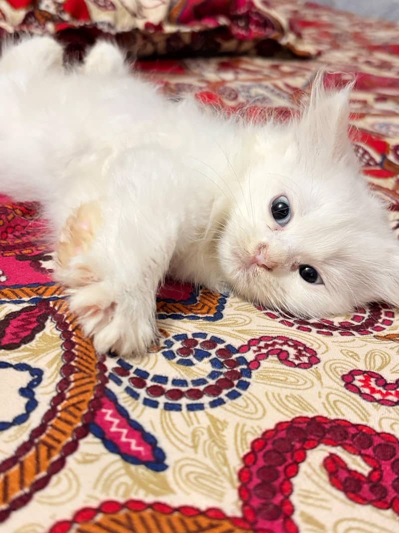 triple coated kitten 11