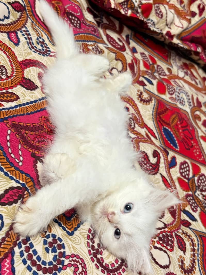 triple coated kitten 12