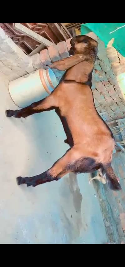 nagra breedar Bacha pure beetal