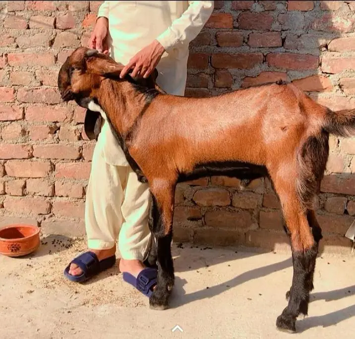 nagra breedar Bacha pure beetal — photo 2