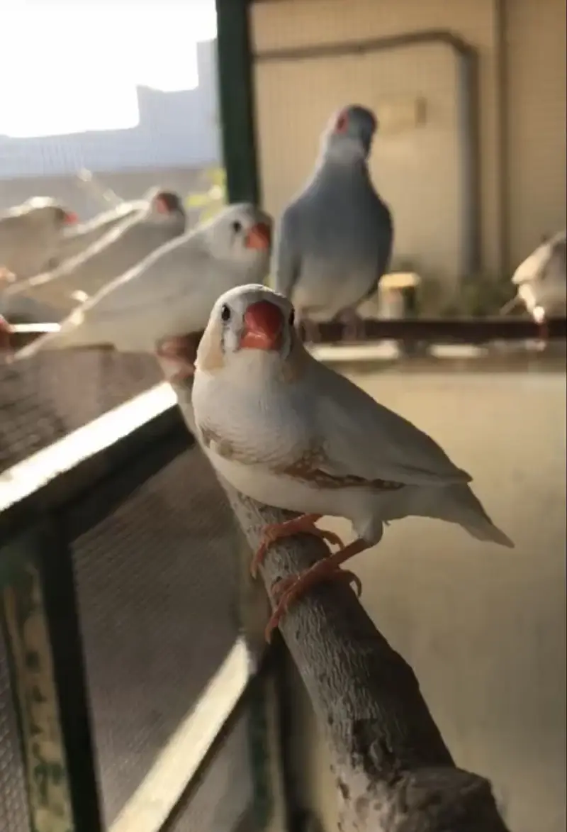Zebra Finches — photo 2