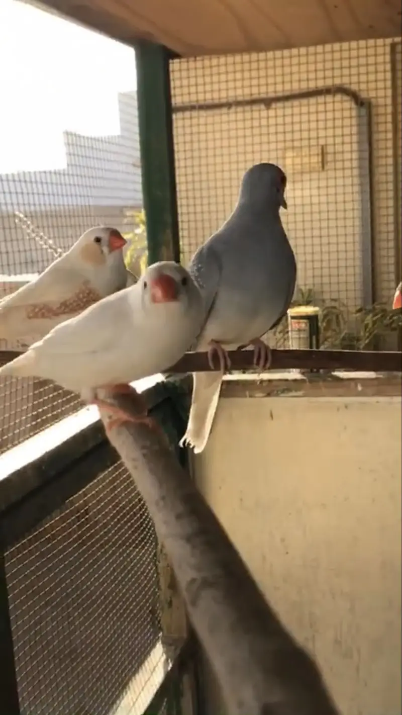 Zebra Finches — photo 3