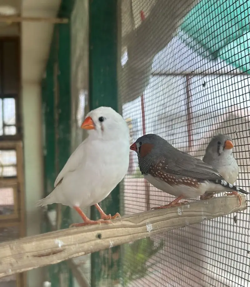 Zebra Finches — photo 4