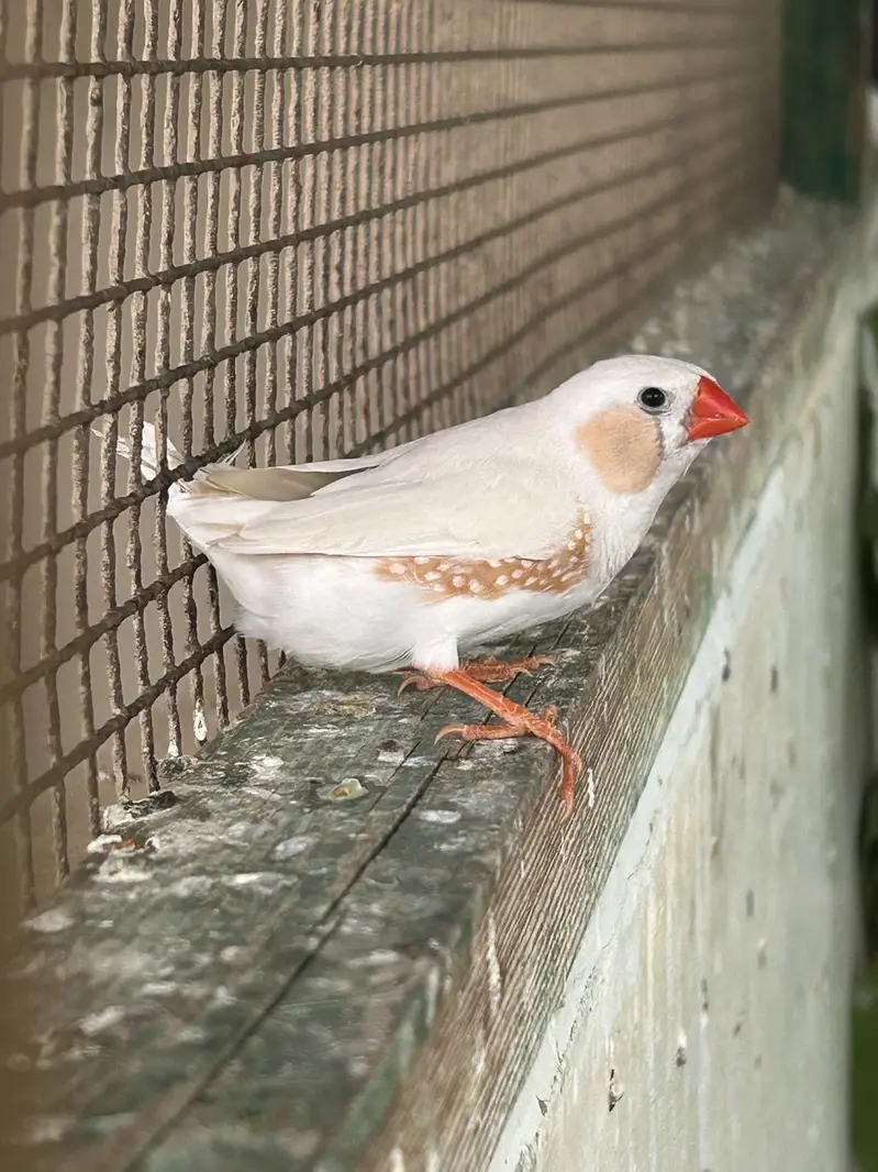 Zebra Finches — photo 5