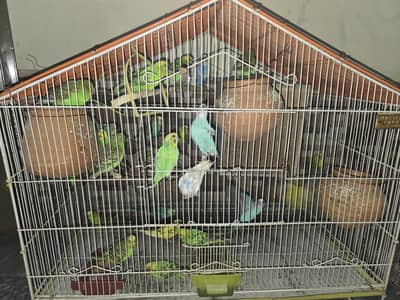 Astilian parrot pair breeder