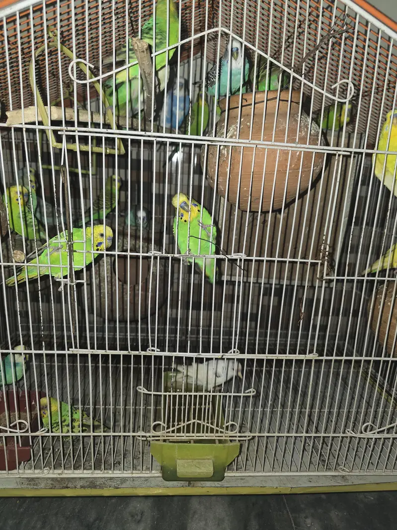 Astilian parrot pair breeder — photo 2
