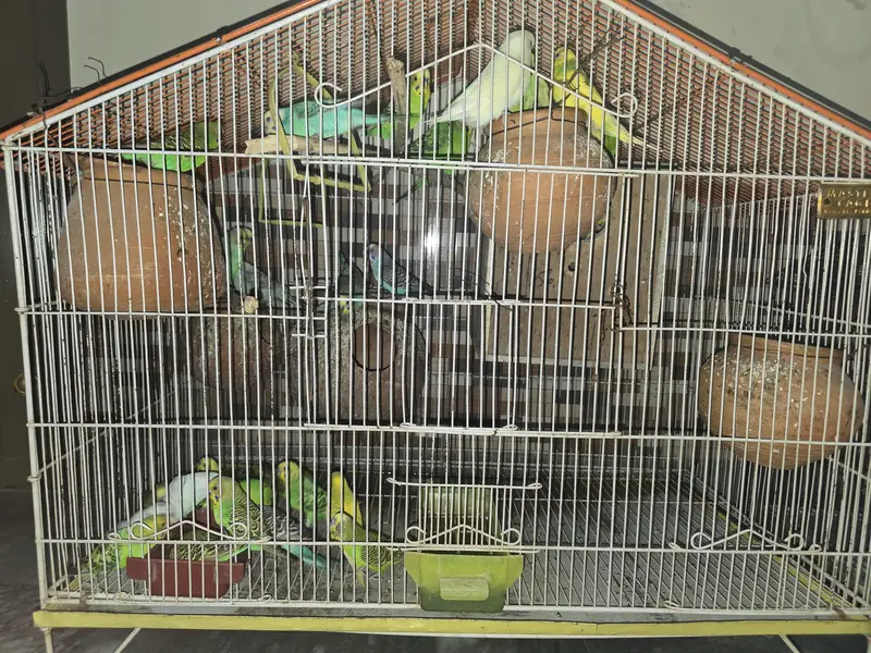 Astilian parrot pair breeder — photo 3