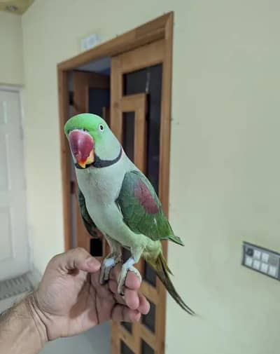 Kashmiri raw parrot for sale and time vice train vaccine mukammal
