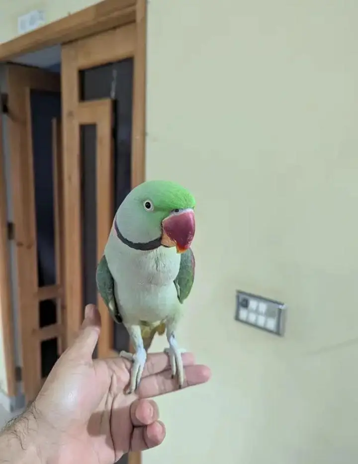 Kashmiri raw parrot for sale and time vice train vaccine mukammal — photo 2