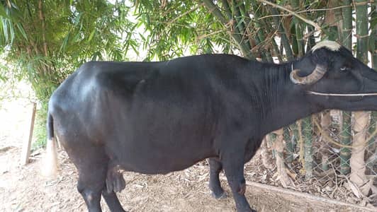 Buffalo (bhains) for sale (9 months pregnant)