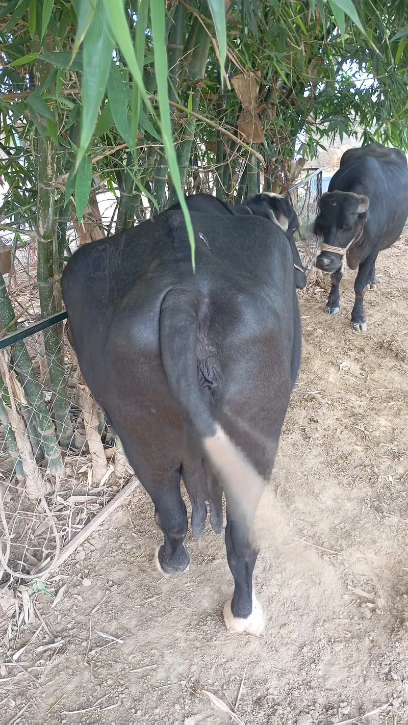 Buffalo (bhains) for sale (9 months pregnant) — photo 2