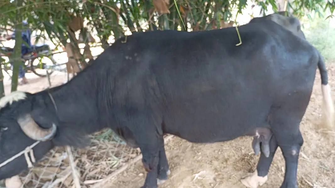 Buffalo (bhains) for sale (9 months pregnant) — photo 3