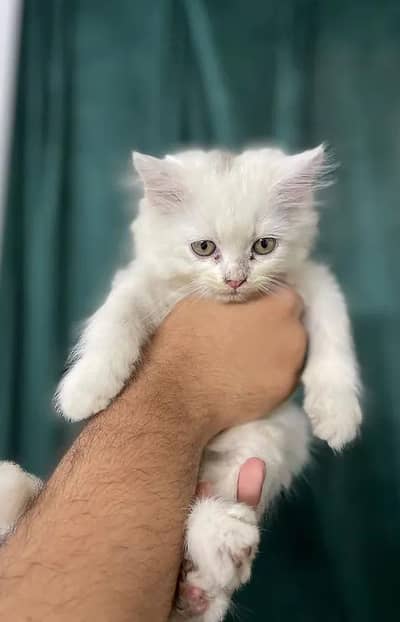 Persian kitten male