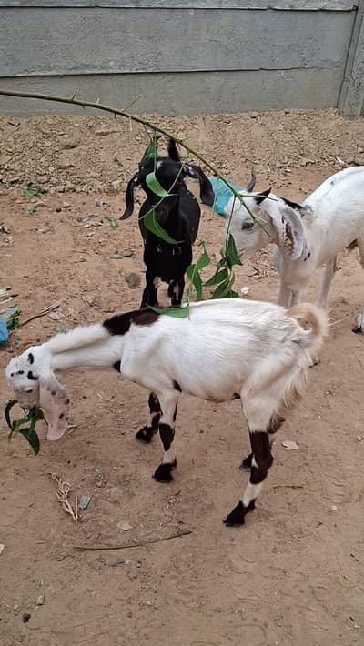 Male teddy tapray goats for sell urgent