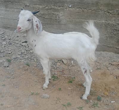 Male tapra goat for sell urgent
