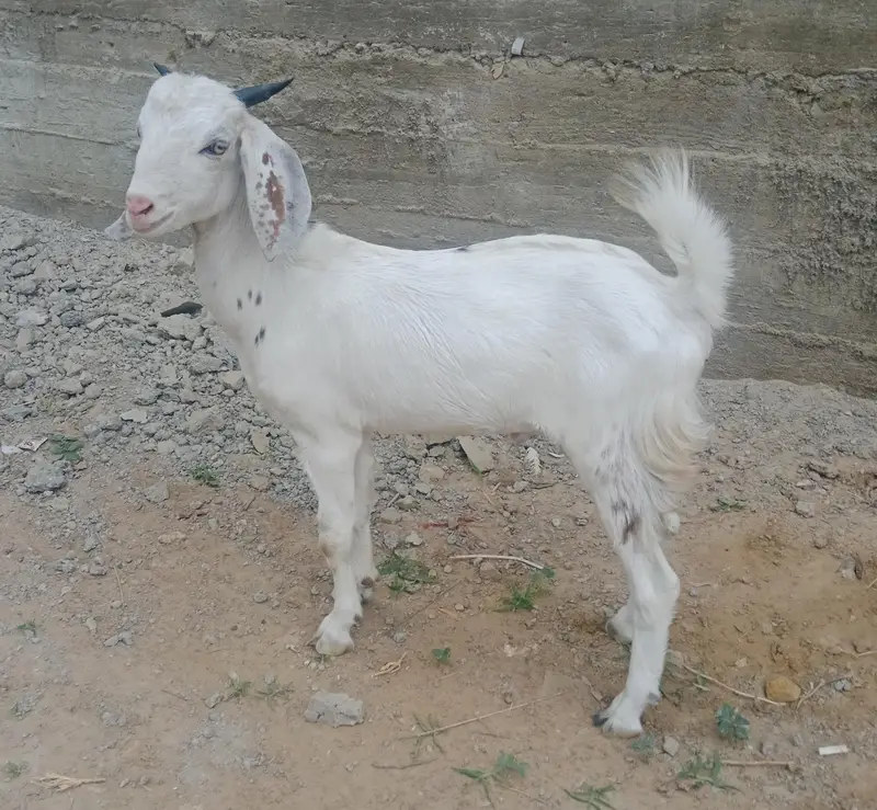 Male teddy tapray goats for sell urgent — photo 2