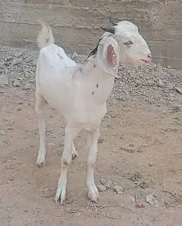 Male teddy tapray goats for sell urgent — photo 3