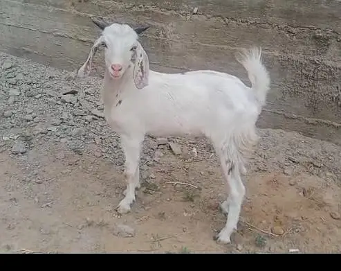 Male teddy tapray goats for sell urgent — photo 4
