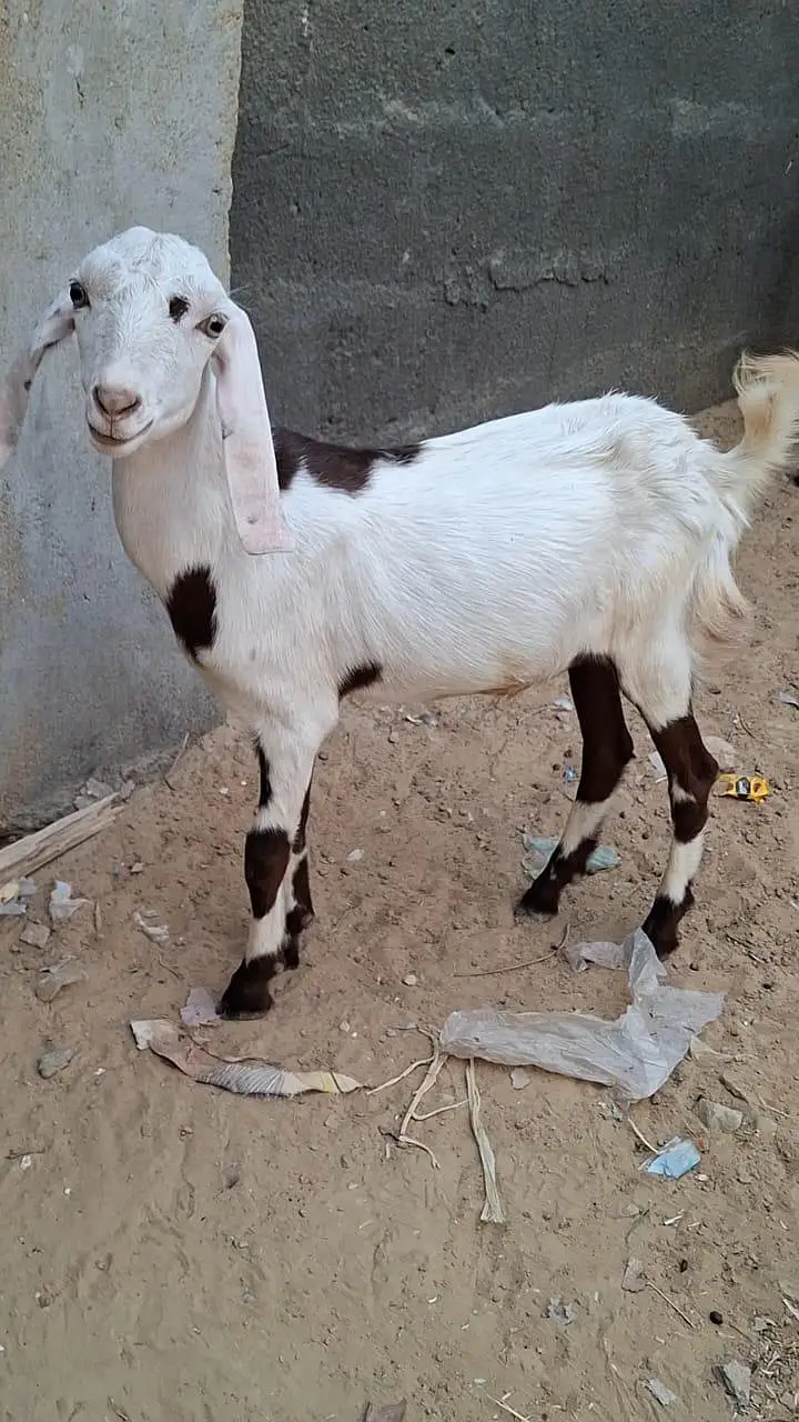 Male teddy tapray goats for sell urgent — photo 5