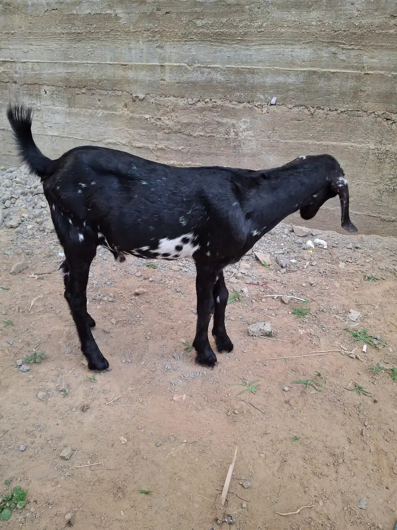 Male teddy tapray goats for sell urgent — photo 6