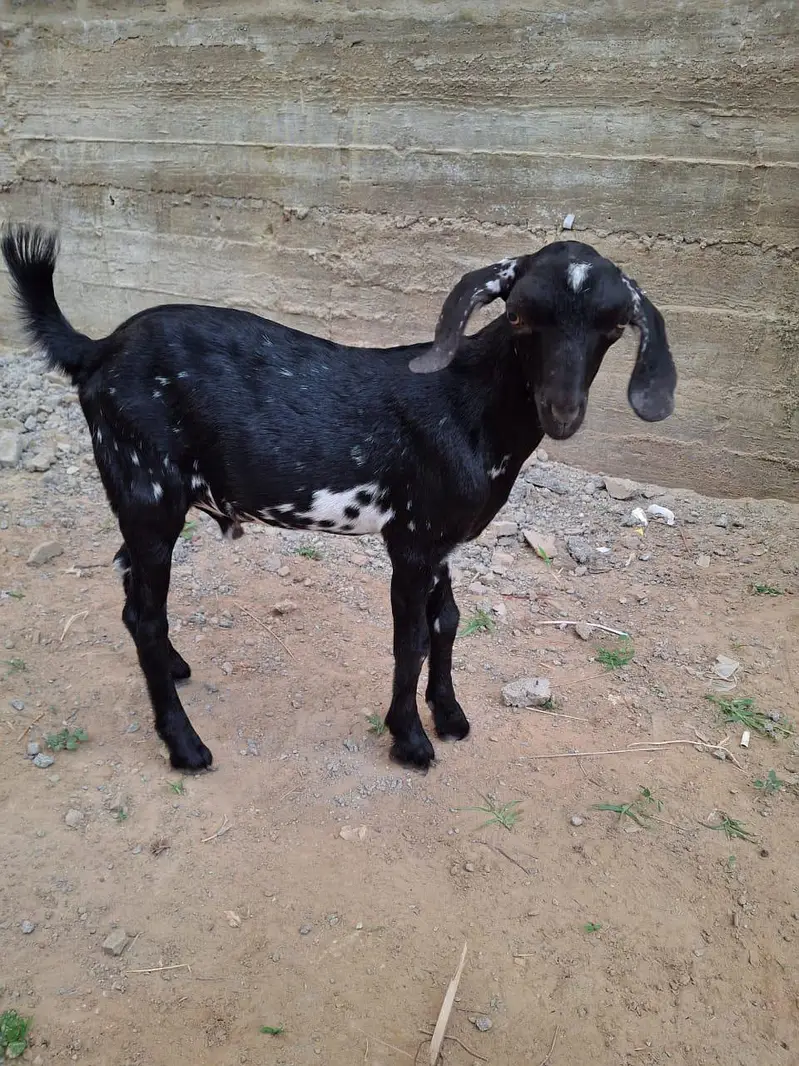 Male teddy tapray goats for sell urgent — photo 7