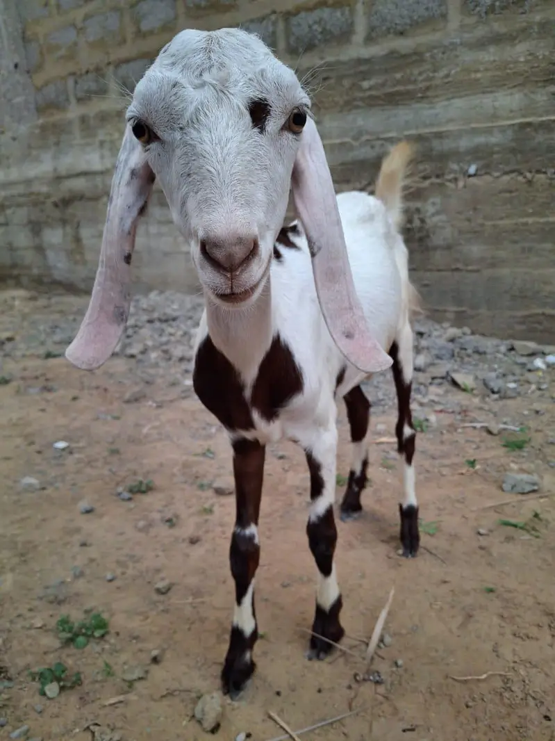 Male teddy tapray goats for sell urgent — photo 8