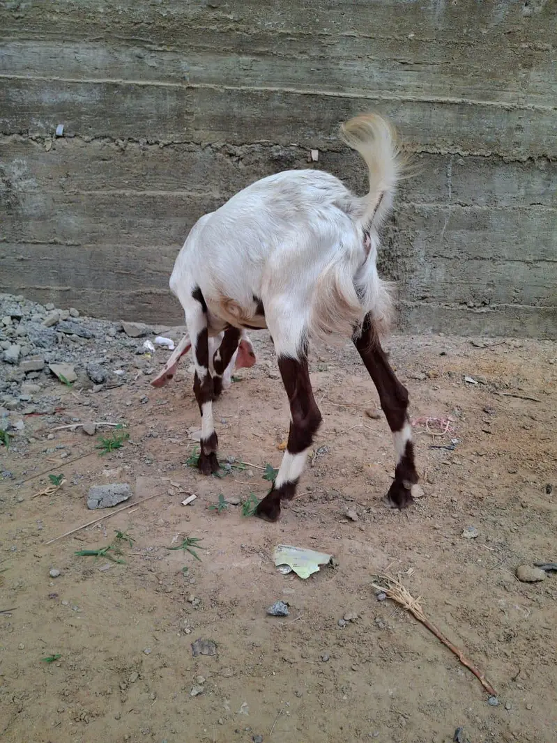 Male teddy tapray goats for sell urgent — photo 9