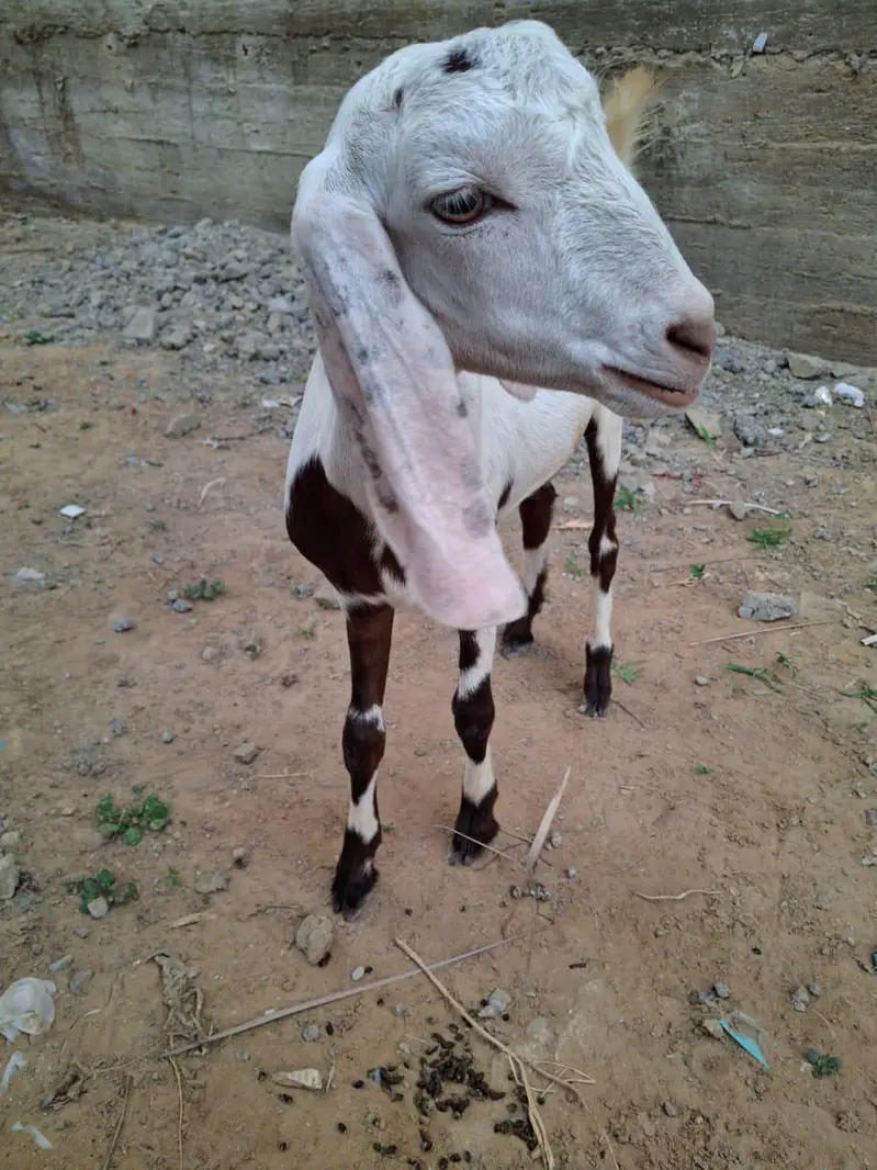Male teddy tapray goats for sell urgent — photo 10